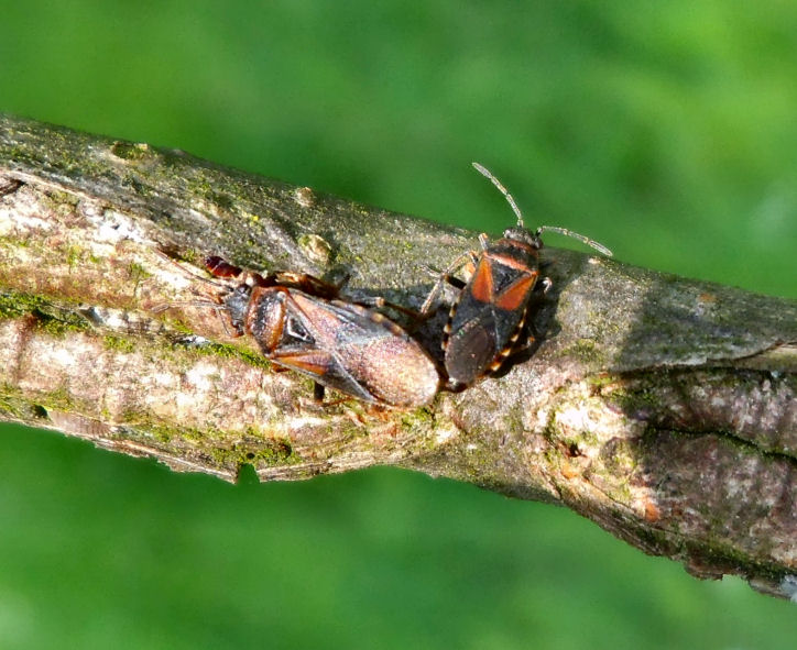 Lygaeidae: coppia di Arocatus melanocephalus (RA)